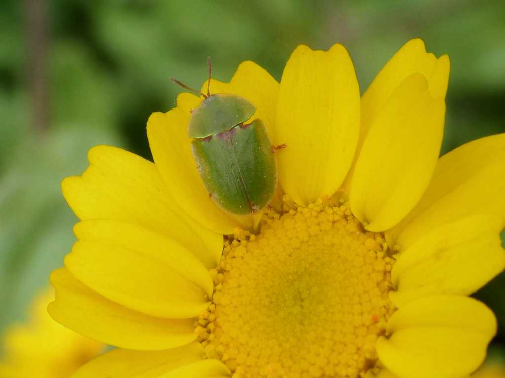 Piccola cassida